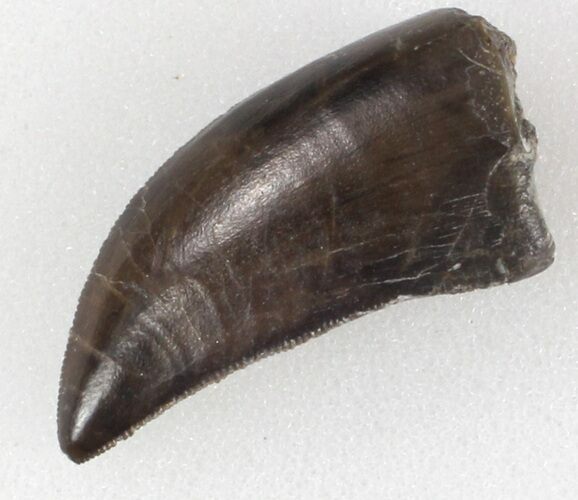 Serrated, Allosaurus Tooth - Top Quality! #36386